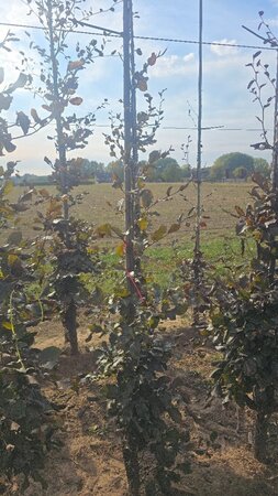 Fagus syl. 'Atropunicea' 175-200 cm wortelgoed geveerd - afbeelding 4