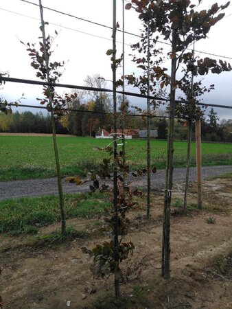 Fagus syl. 'Atropunicea' 200-250 cm wortelgoed geveerd - afbeelding 3