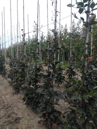 Fagus syl. 'Atropunicea' 200-250 cm wortelgoed geveerd - afbeelding 1