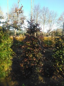 Fagus syl. 'Atropunicea' 200-250 cm wortelgoed geveerd - afbeelding 2