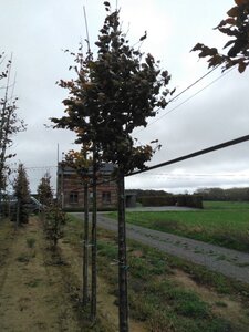 Fagus syl. 'Atropunicea' 20-25 Hoogstam draadkluit 3 X verplant