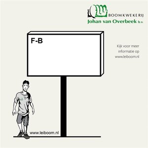 Fagus syl. 'Atropunicea' 25-30 Hoogstam draadkluit 3 X verplant