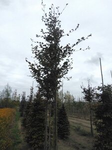Fagus syl. 'Atropunicea' 25-30 Hoogstam draadkluit 3 X verplant