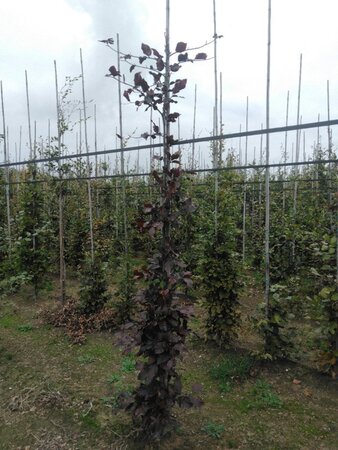 Fagus syl. 'Atropunicea' 6-8 cm wortelgoed geveerd - afbeelding 3