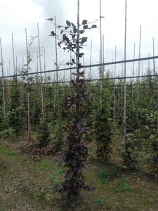 Fagus syl. 'Atropunicea' 6-8 cm wortelgoed geveerd - afbeelding 3
