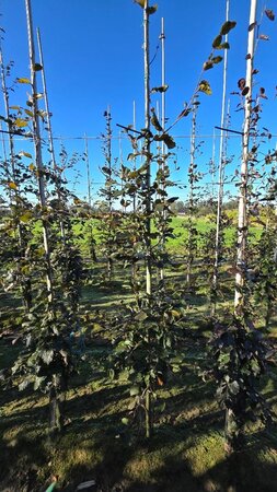 Fagus syl. 'Atropunicea' 6-8 cm wortelgoed geveerd - afbeelding 8