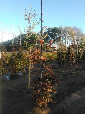 Fagus syl. 'Atropunicea' 6-8 cm wortelgoed geveerd - afbeelding 4