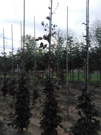 Fagus syl. 'Atropunicea' 6-8 cm wortelgoed geveerd - afbeelding 1