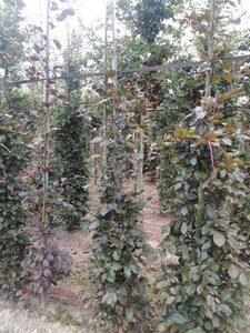 Fagus syl. 'Atropunicea' 6-8 cm wortelgoed geveerd - afbeelding 2