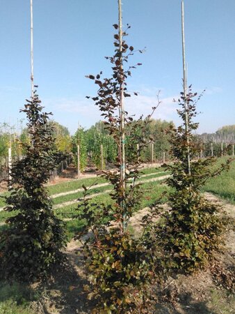 Fagus syl. 'Atropunicea' 6-8 cm wortelgoed geveerd - afbeelding 6