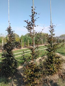 Fagus syl. 'Atropunicea' 6-8 cm wortelgoed geveerd - afbeelding 6