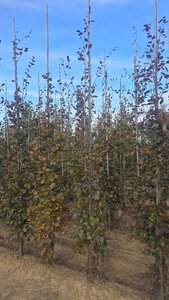 Fagus syl. 'Atropunicea' 6-8 cm wortelgoed geveerd - afbeelding 5