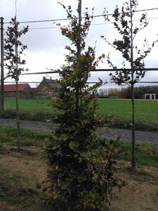 Fagus syl. 'Atropunicea' 6-8 cm wortelgoed geveerd - afbeelding 7