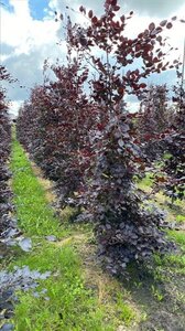Fagus syl. 'Atropunicea' 8-10 cm WRB feathered