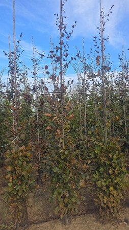 Fagus syl. 'Atropunicea' 8-10 cm wortelgoed geveerd - afbeelding 5