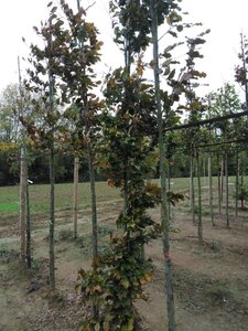 Fagus syl. 'Atropunicea' 8-10 cm wortelgoed geveerd - afbeelding 7