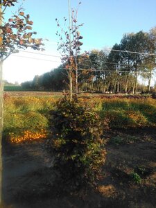 Fagus syl. 'Atropunicea' 8-10 cm wortelgoed geveerd - afbeelding 4