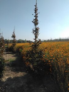 Fagus syl. 'Atropunicea' 8-10 cm wortelgoed geveerd - afbeelding 6