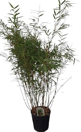 Fargesia scabrida 'Asian Wonder' 100-125 cm cont. 10L - afbeelding 2