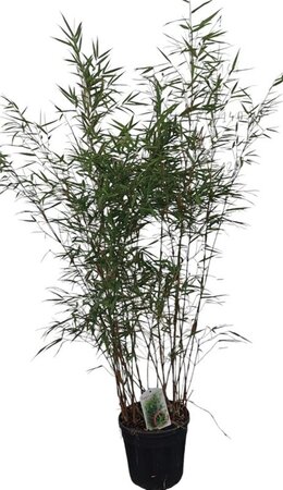 Fargesia scabrida 'Asian Wonder' 125-150 cm cont. 10L - afbeelding 3