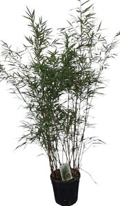 Fargesia scabrida 'Asian Wonder' 125-150 cm cont. 10L - afbeelding 3