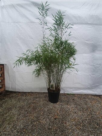Fargesia scabrida 'Asian Wonder' 125-150 cm cont. 15L - afbeelding 3
