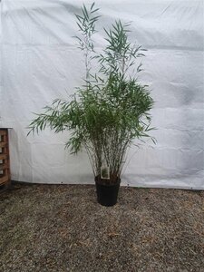 Fargesia scabrida 'Asian Wonder' 125-150 cm cont. 15L - afbeelding 3