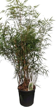 Fargesia scabrida 'Asian Wonder' 125-150 cm cont. 15L - afbeelding 4