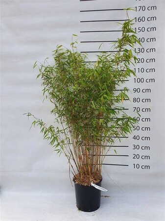 Fargesia scabrida 'Asian Wonder' 125-150 cm cont. 15L - image 2