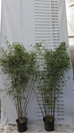 Fargesia scabrida 'Asian Wonder' 150-175 cm cont. 10L - afbeelding 2