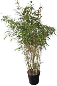 Fargesia scabrida 'Asian Wonder' 150-175 cm cont. 15L - afbeelding 2