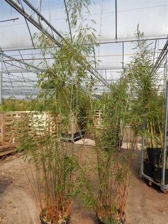 Fargesia scabrida 'Asian Wonder' 150-175 cm cont. 15L - afbeelding 4