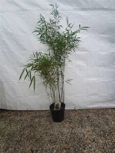 Fargesia scabrida 'Asian Wonder' 150-175 cm cont. 15L - afbeelding 3