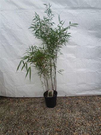 Fargesia scabrida 'Asian Wonder' 175-200 cm cont. 15L - afbeelding 2