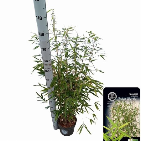 Fargesia scabrida 'Asian Wonder' 80-100 cm cont. 5,0L - afbeelding 3