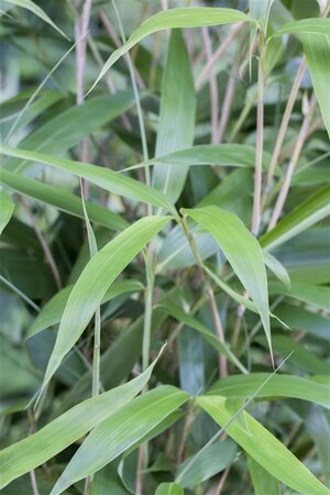 Fargesia scabrida 150-175 cm cont. 10L