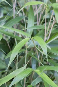 Fargesia scabrida 150-175 cm cont. 10L