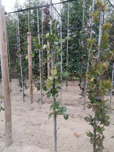 Fagus syl. 'Dawyck' 150-175 cm met kluit geveerd - afbeelding 2