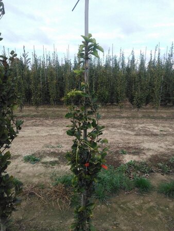Fagus syl. 'Dawyck' 150-175 cm met kluit geveerd - afbeelding 1