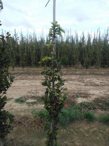 Fagus syl. 'Dawyck' 150-175 cm met kluit geveerd