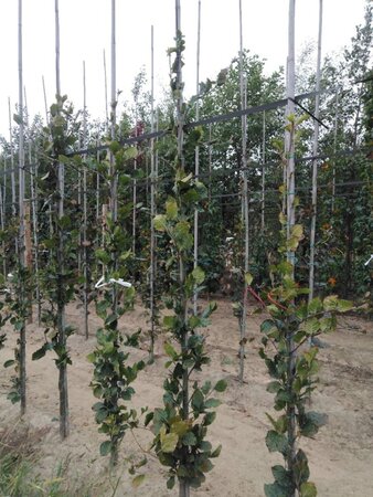 Fagus syl. 'Dawyck' 6-8 cm met kluit geveerd - afbeelding 3