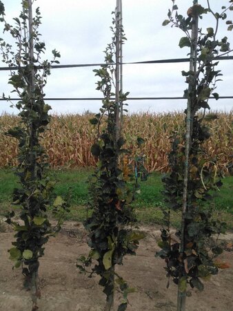 Fagus syl. 'Dawyck' 6-8 cm met kluit geveerd - afbeelding 2