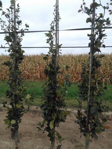 Fagus syl. 'Dawyck' 6-8 cm met kluit geveerd - afbeelding 2