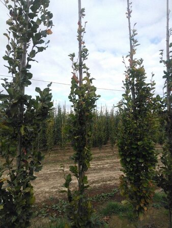Fagus syl. 'Dawyck' 8-10 cm met kluit geveerd - afbeelding 1
