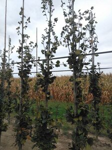 Fagus syl. 'Dawyck' 8-10 cm met kluit geveerd - afbeelding 2