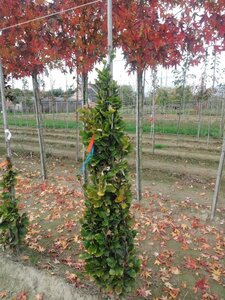 Fagus syl. 'Dawyck Gold' 150-175 cm met kluit geveerd - afbeelding 7