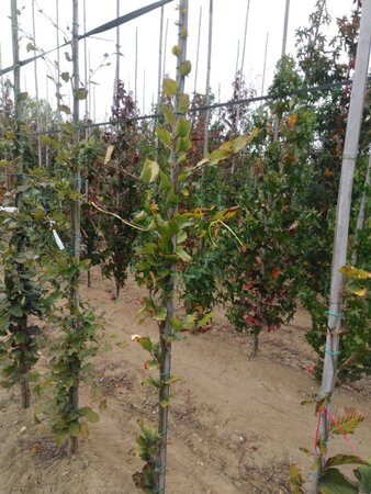 Fagus syl. 'Dawyck Gold' 150-175 cm met kluit geveerd - afbeelding 6