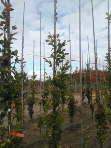 Fagus syl. 'Dawyck Gold' 6-8 cm met kluit geveerd - afbeelding 5