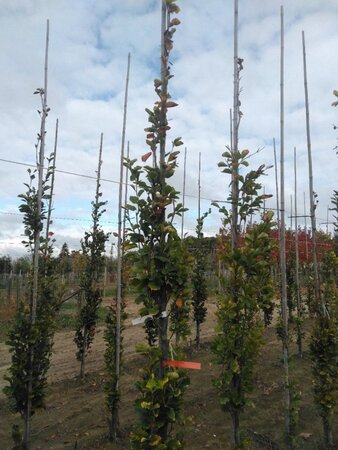 Fagus syl. 'Dawyck Gold' 8-10 cm met kluit geveerd - afbeelding 5