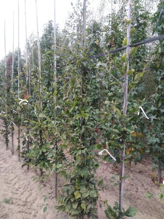 Fagus syl. 'Dawyck Gold' 8-10 cm RB feathered - image 6